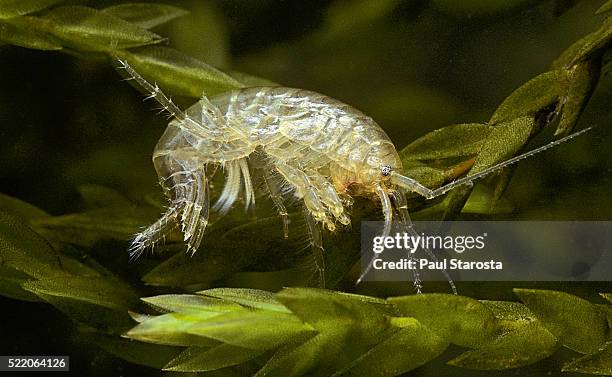 Pulex Photos and Premium High Res Pictures - Getty Images