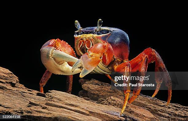 cardisoma armatum (rainbow crab, moon crab, patriot crab) - moon crabs stock pictures, royalty-free photos & images