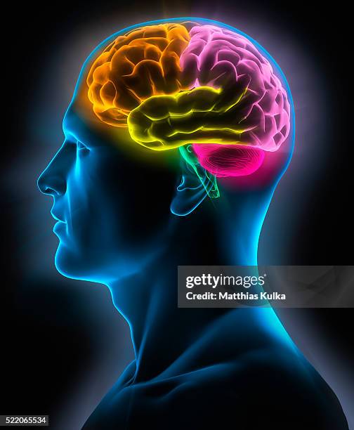 visual of man's brain - cerveau humain photos et images de collection