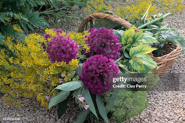 flowers and herbs in basket - allium flower stockfoto's en -beelden