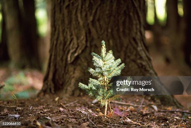 old and new trees in a forest - evergreen sapling stock pictures, royalty-free photos & images