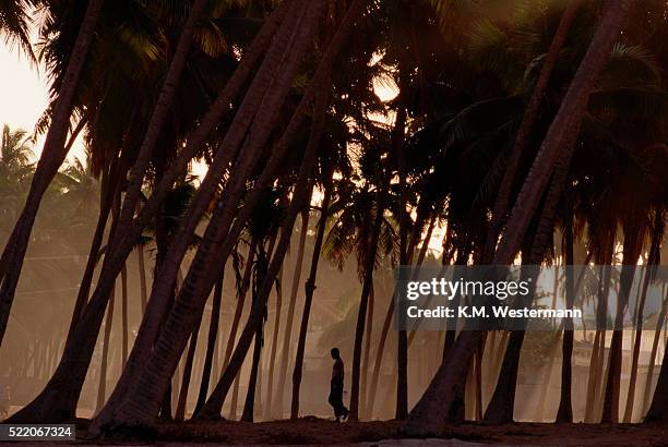 leaning palm trees - salalah oman stock pictures, royalty-free photos & images