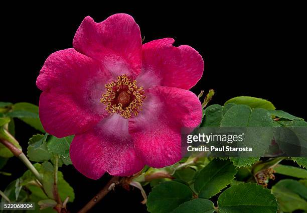 rosa arkansana 'corsley form' (prairie rose) - prairie stock pictures, royalty-free photos & images