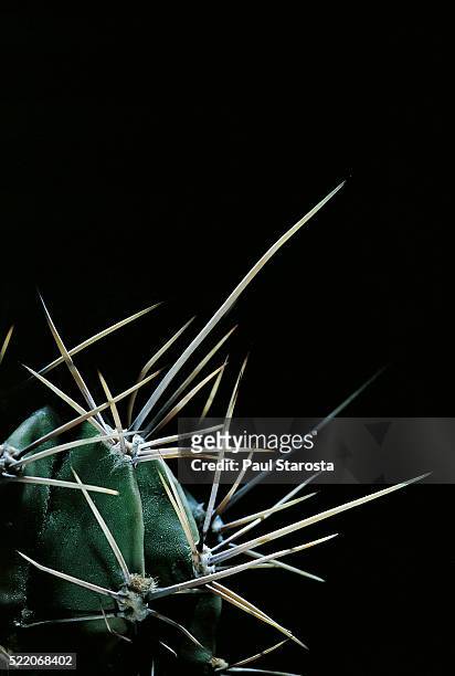echinopsis klingeriana - spines - paul thorn foto e immagini stock