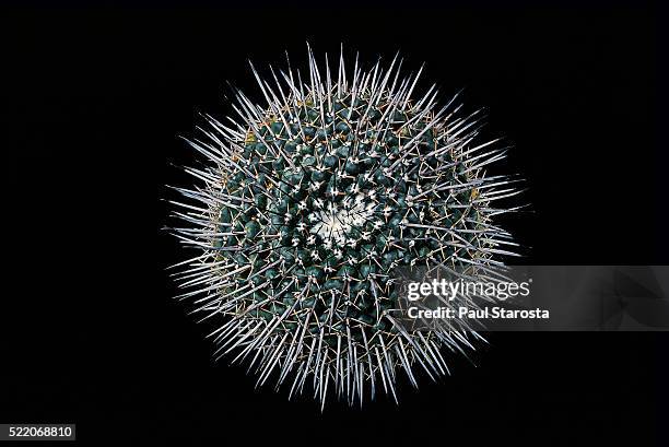 mammillaria gigantea - thorn stockfoto's en -beelden