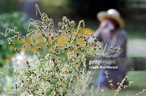 allergies caused by ragweed - frühling pollen stock-fotos und bilder