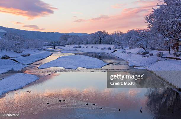 snowy dawn view of wild ducks and a great egret in the kamo-gawa river in kyoto, japan - kioto prefectuur stockfoto's en -beelden