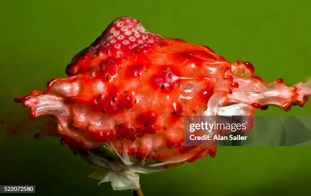 weird strawberry - alan bersten stock-fotos und bilder