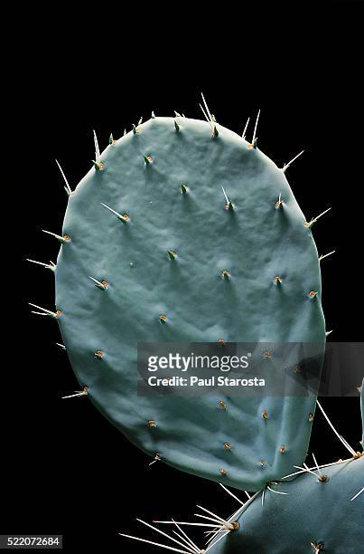 opuntia robusta (wheel cactus, nopal tapon, camuesa, bartolona, tuna tapona, joconoxtle) - shoot 5 - scherp stockfoto's en -beelden