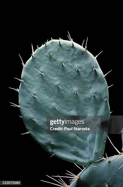 opuntia robusta (wheel cactus, nopal tapon, camuesa, bartolona, tuna tapona, joconoxtle) - shoot 5 - paul thorn stock pictures, royalty-free photos & images