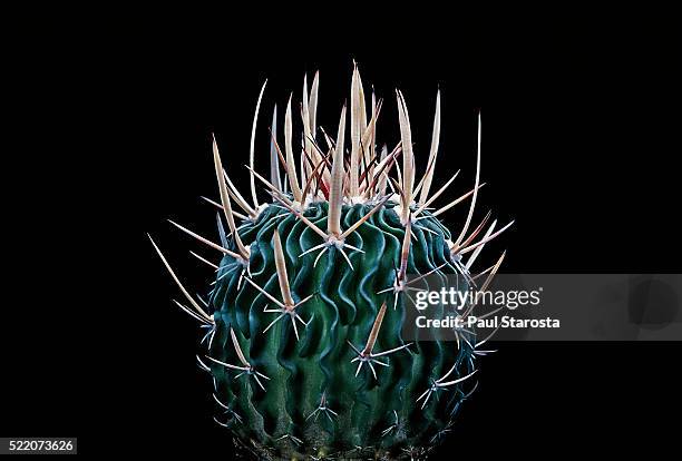 stenocactus crispatus (brain cactus) - sharp stock pictures, royalty-free photos & images
