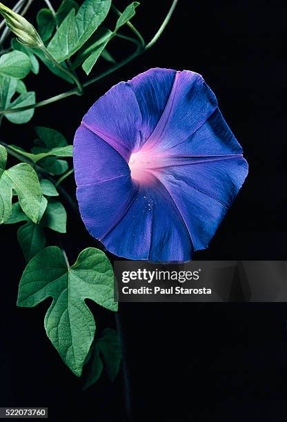 ipomoea indica (blue morning glory, oceanblue morning glory, koali awa, blue dawn flower) - purperwinde stockfoto's en -beelden