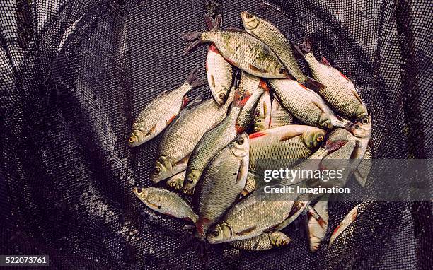Fish Rapped In Net Fish Trapped In A Net Photos and Premium High Res Pictures - Getty Images