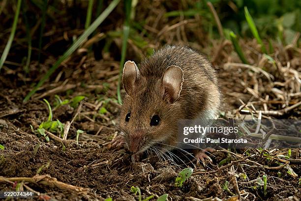 apodemus sylvaticus (wood mouse) - rodent fotografías e imágenes de stock