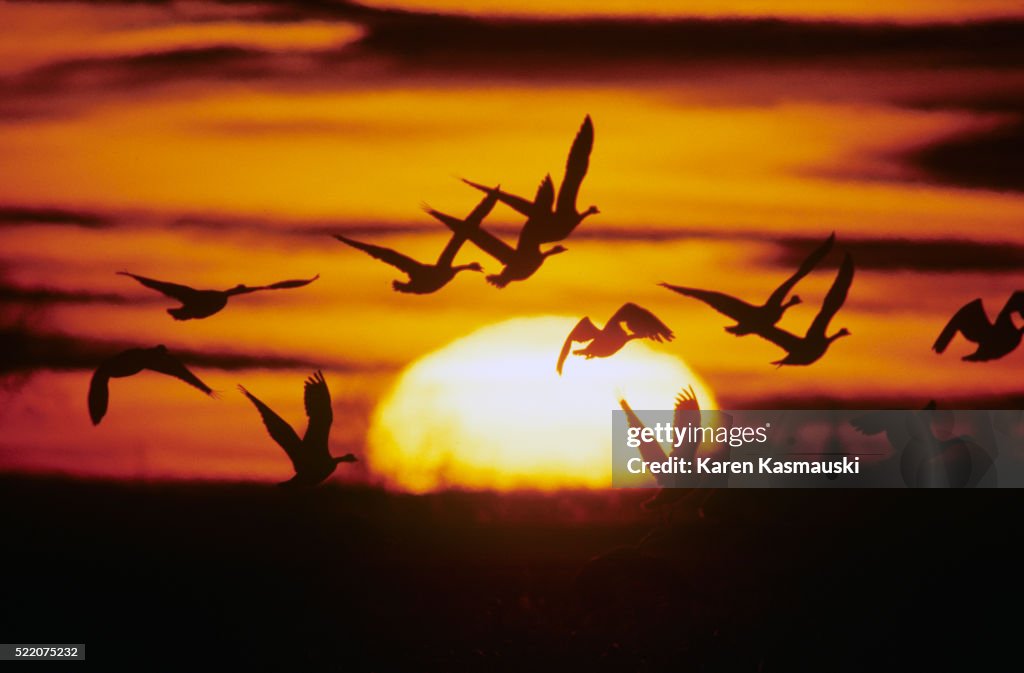 Canada Geese at Reelfoot Lake