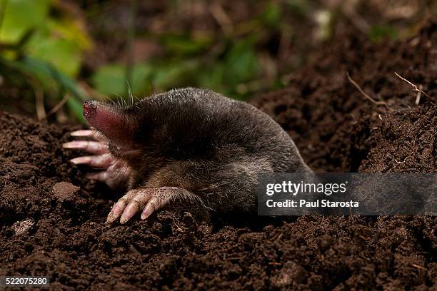 talpa europaea (european mole, common mole) - maulwurf stock-fotos und bilder