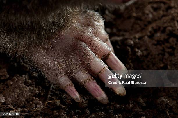 talpa europaea (european mole, common mole) - foreleg - talpa europaea stock pictures, royalty-free photos & images