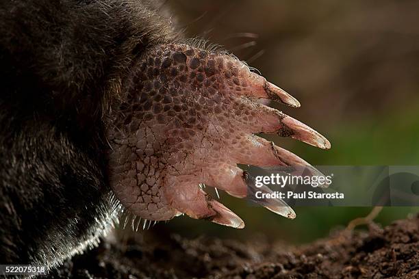 talpa europaea (european mole, common mole) - foreleg - maulwurf stock-fotos und bilder