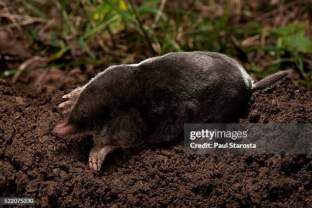 talpa europaea (european mole, common mole) - mole animal stock pictures, royalty-free photos & images