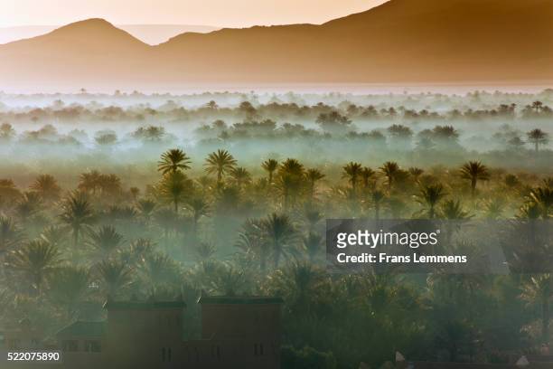 morocco, near zagora, sunrise over oasis and palm trees - オアシス ストックフォトと画像