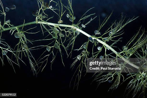 utricularia australis (bladderwort) - underwater - erba vescica foto e immagini stock