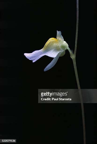 utricularia bisquamata (bladderwort) - flower - erba vescica foto e immagini stock