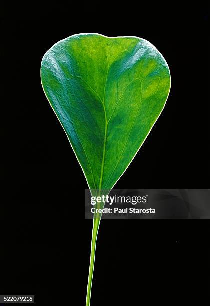 utricularia humboldti (bladderwort) - leaf - erba vescica foto e immagini stock