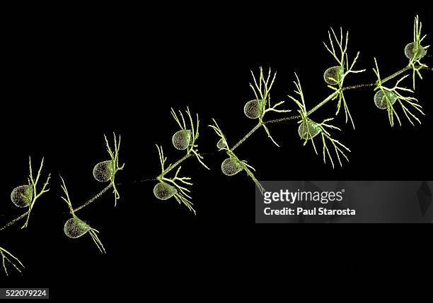 utricularia intermedia (flat-leaf bladderwort, flatleaf bladderwort, mountain bladderwort, intermediate bladderwort) - underwater - erba vescica foto e immagini stock