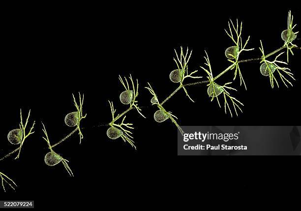 utricularia intermedia (flat-leaf bladderwort, flatleaf bladderwort, mountain bladderwort, intermediate bladderwort) - underwater - bladderwort stock pictures, royalty-free photos & images