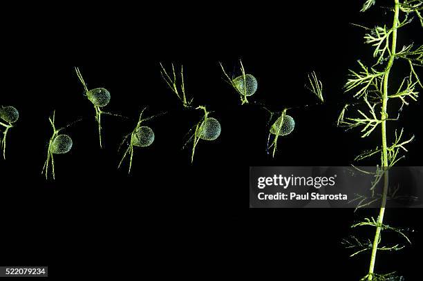 utricularia intermedia (flat-leaf bladderwort, flatleaf bladderwort, mountain bladderwort, intermediate bladderwort) - underwater - bladderwort stock pictures, royalty-free photos & images