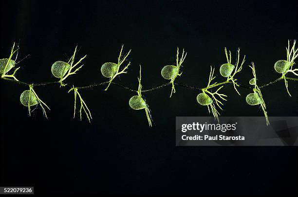 utricularia intermedia (flat-leaf bladderwort, flatleaf bladderwort, mountain bladderwort, intermediate bladderwort) - underwater - erba vescica foto e immagini stock