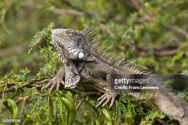 netherlands, bonaire island, dutch caribbean, kralendijk, green iguana - green iguana stockfoto's en -beelden