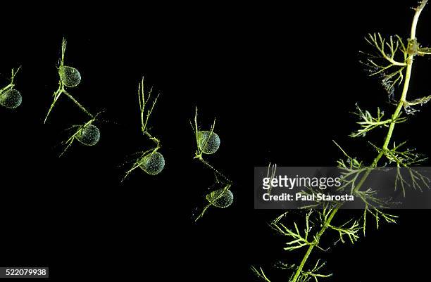 utricularia intermedia (flat-leaf bladderwort, flatleaf bladderwort, mountain bladderwort, intermediate bladderwort) - underwater - erba vescica foto e immagini stock
