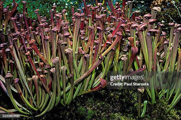 sarracenia rubra (red pitcherplant, sweet pitcherplant) - pitcher plant stock pictures, royalty-free photos & images
