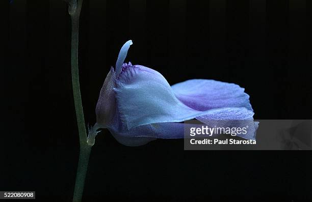 utricularia livida 'durban' (bladderwort) - flower - erba vescica foto e immagini stock