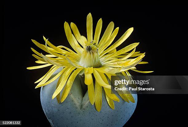 dinteranthus-photos-and-premium-high-res-pictures-getty-images