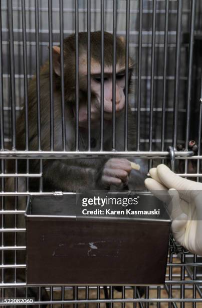 monkey used in health and aging study - rhesus macaque stock pictures, royalty-free photos & images