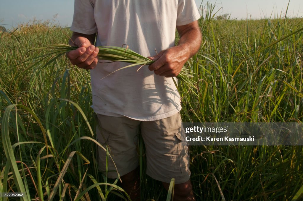Switchgrass Production in Tennessee