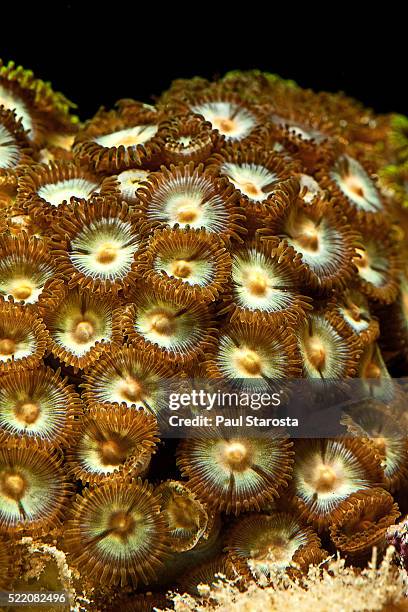zoanthus sp. (zoanthid) - anemone sp stock pictures, royalty-free photos & images