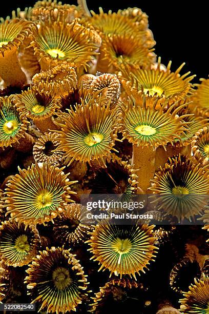 zoanthus sp. (zoanthid) - anemone sp stock pictures, royalty-free photos & images