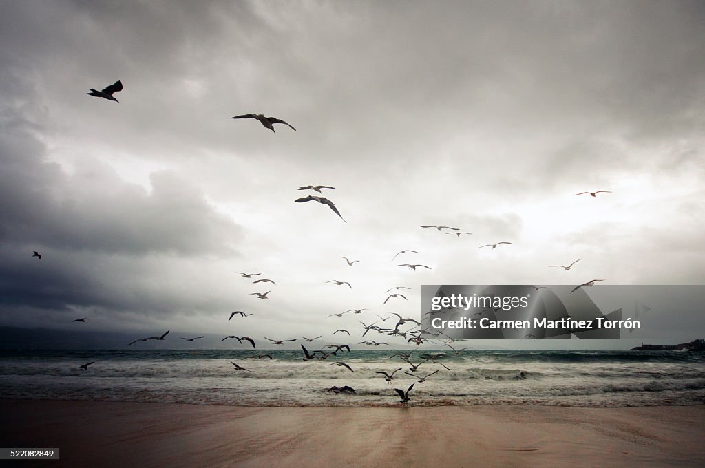 Flock of seagulls in chaotic flight at seashore