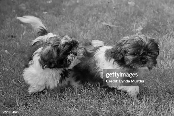two shih-tzu puppies playing - shih tzu black and white stock pictures, royalty-free photos & images