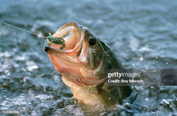 largemouth bass in water - zonnebaarzen stockfoto's en -beelden