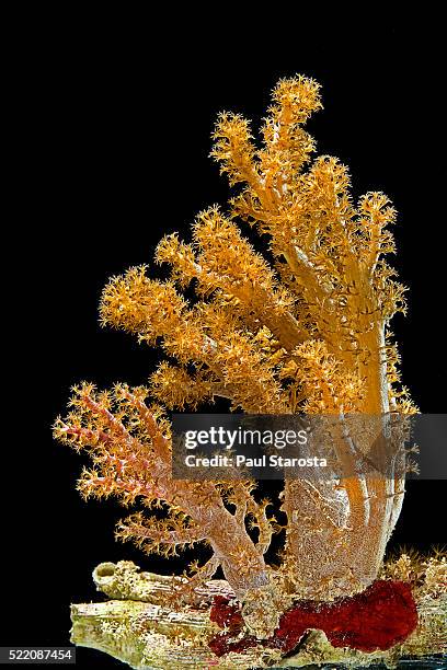 neospongodes sp. (pastel soft coral) - gorgonia sp stock pictures, royalty-free photos & images