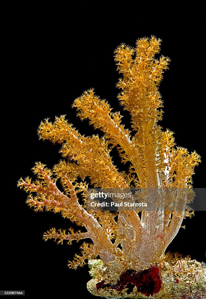 Neospongodes sp. (pastel soft coral)