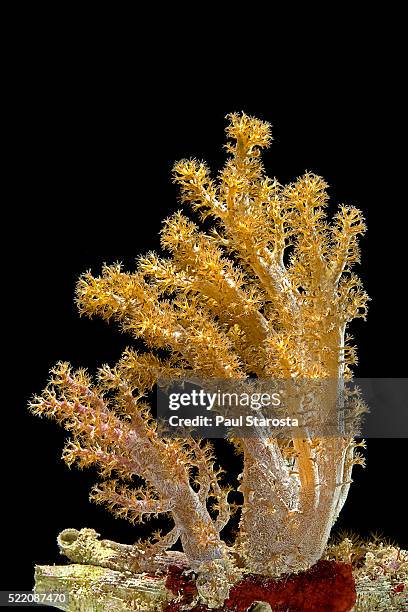 neospongodes sp. (pastel soft coral) - gorgonia sp stock pictures, royalty-free photos & images