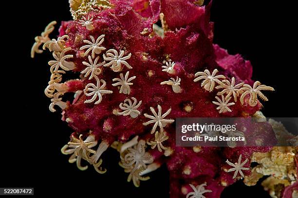 pachyclavularia sp. (organ-pipe coral) - organ pipe coral stock pictures, royalty-free photos & images