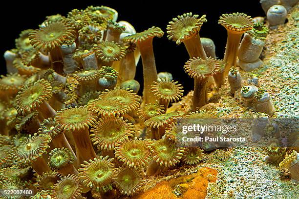 palythoa sp. (zoanthid, moon polyps, encrusting anemone, sea mat) - anemone sp stock pictures, royalty-free photos & images