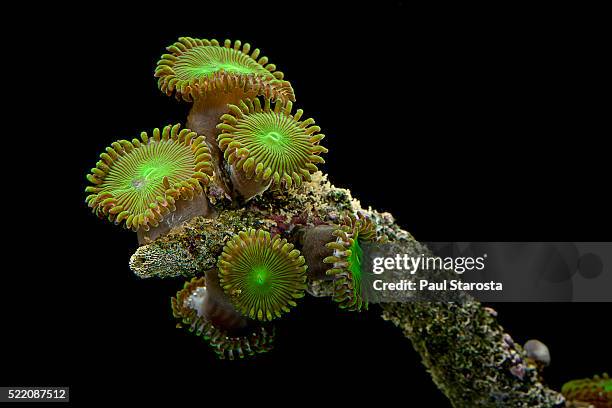 protopalythoa sp. (zoanthid) - coral cnidarian stock-fotos und bilder