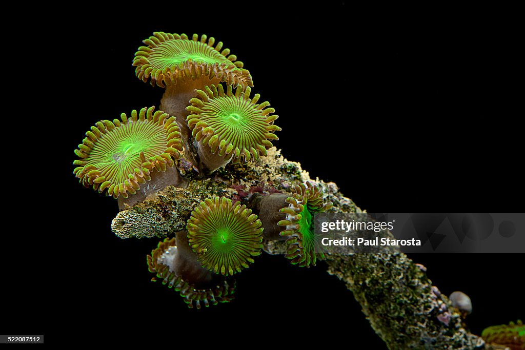 Protopalythoa sp. (zoanthid)